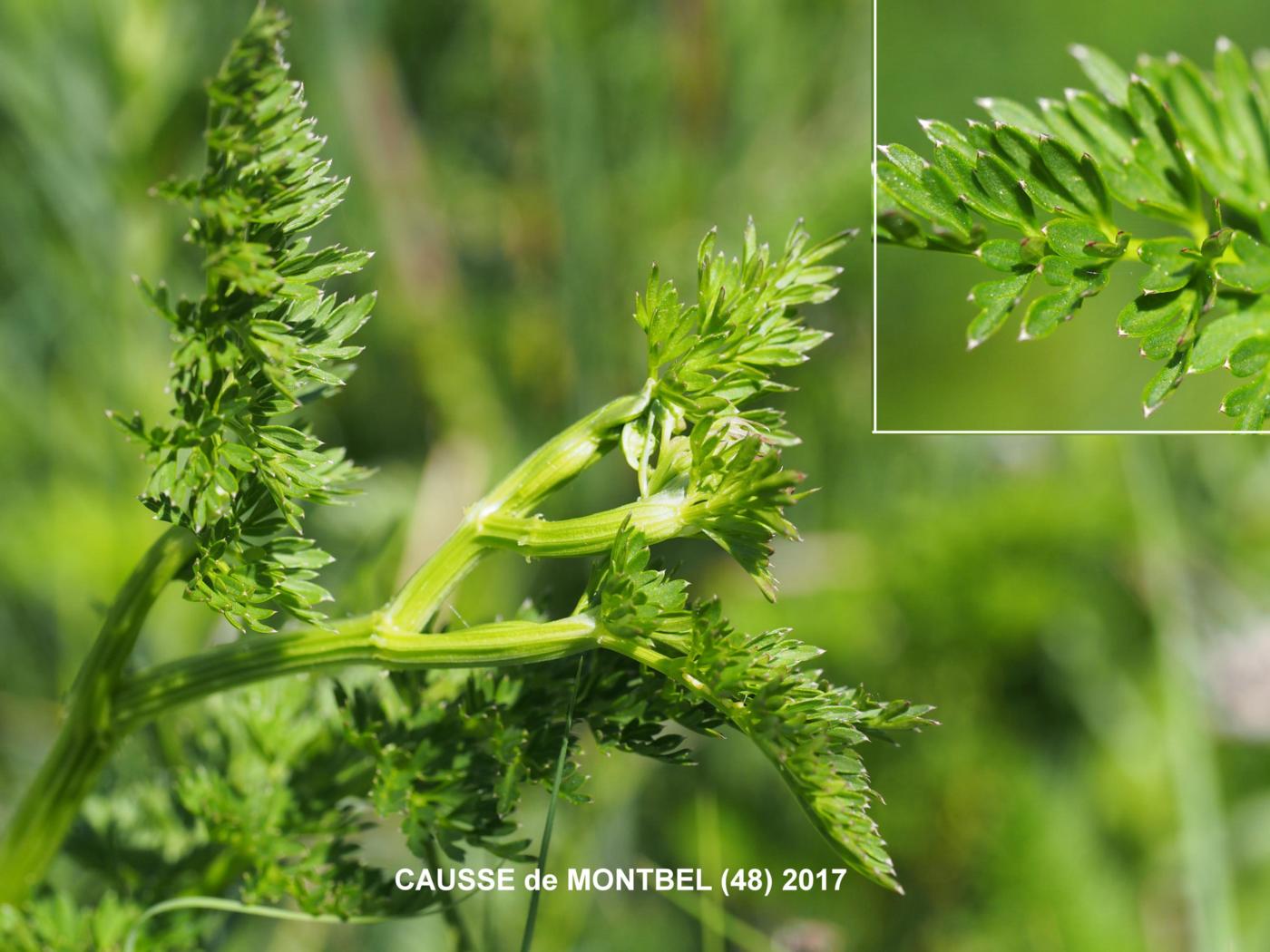 Cambridge Milk-parsley leaf